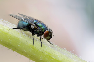 pest control services Lakeland FL